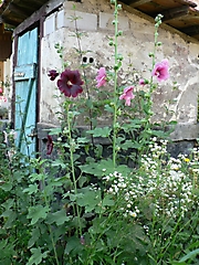 Geisswasser