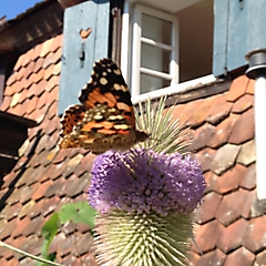 la maison des 7 solleils_19