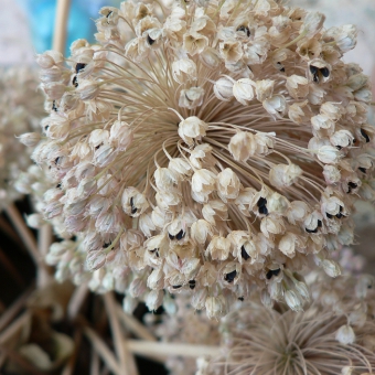 arborescence_1