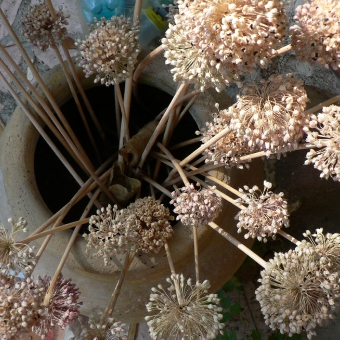 arborescence_7