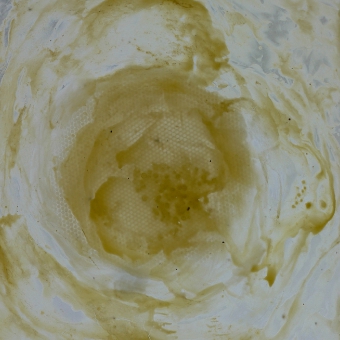 apis stella 1_5